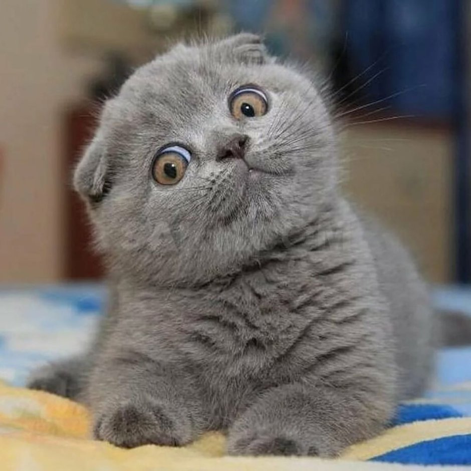 Порода скоттиш фолд