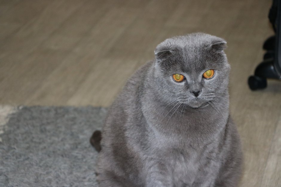 Шотландская вислоухая кошка голубая