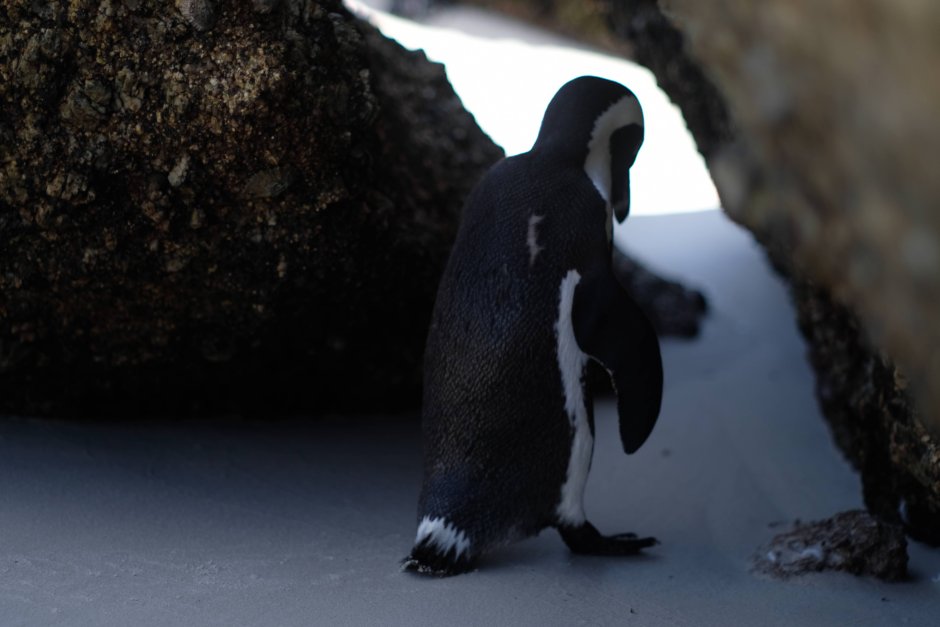 Sad Penguin