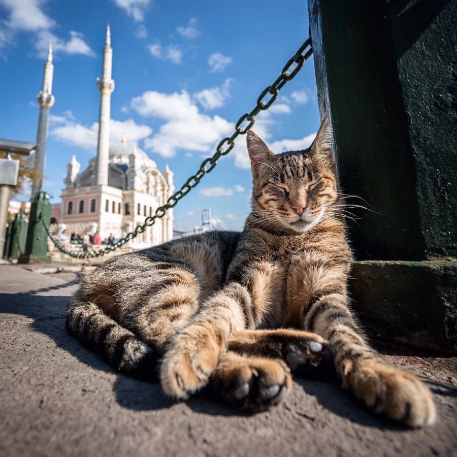 Стамбул город кошек