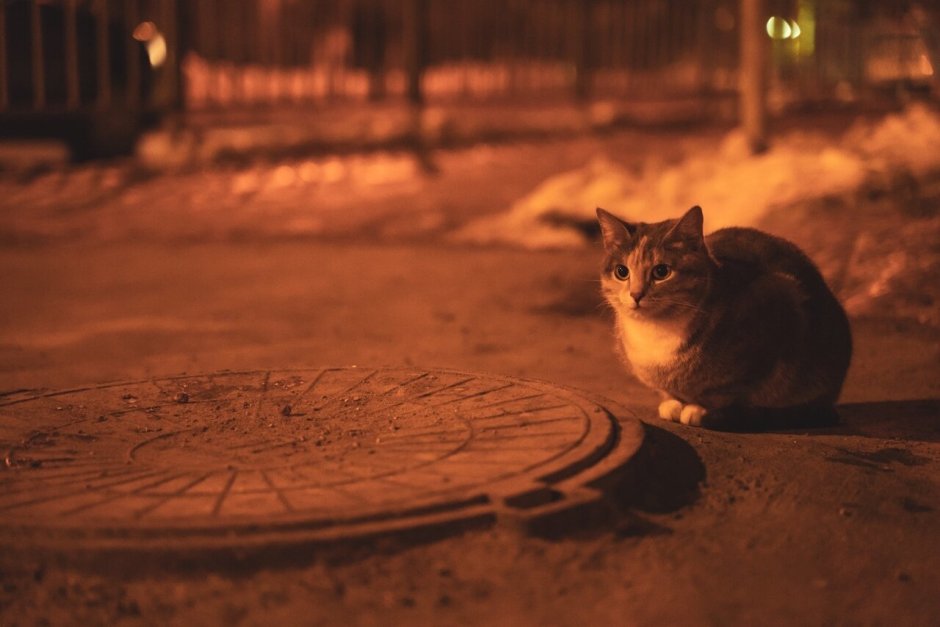 Кошка на улице ночью