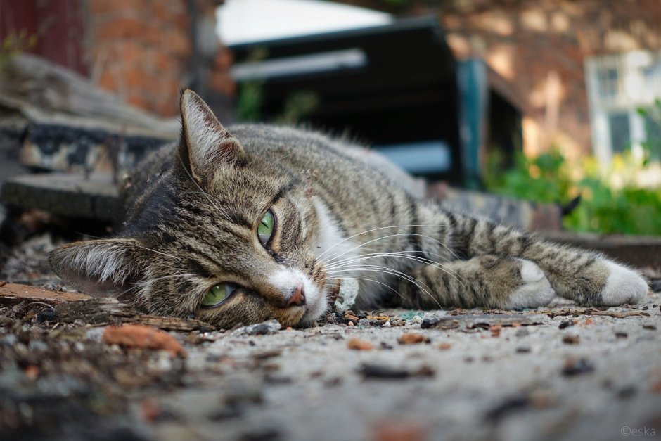 Красивый уличный кот