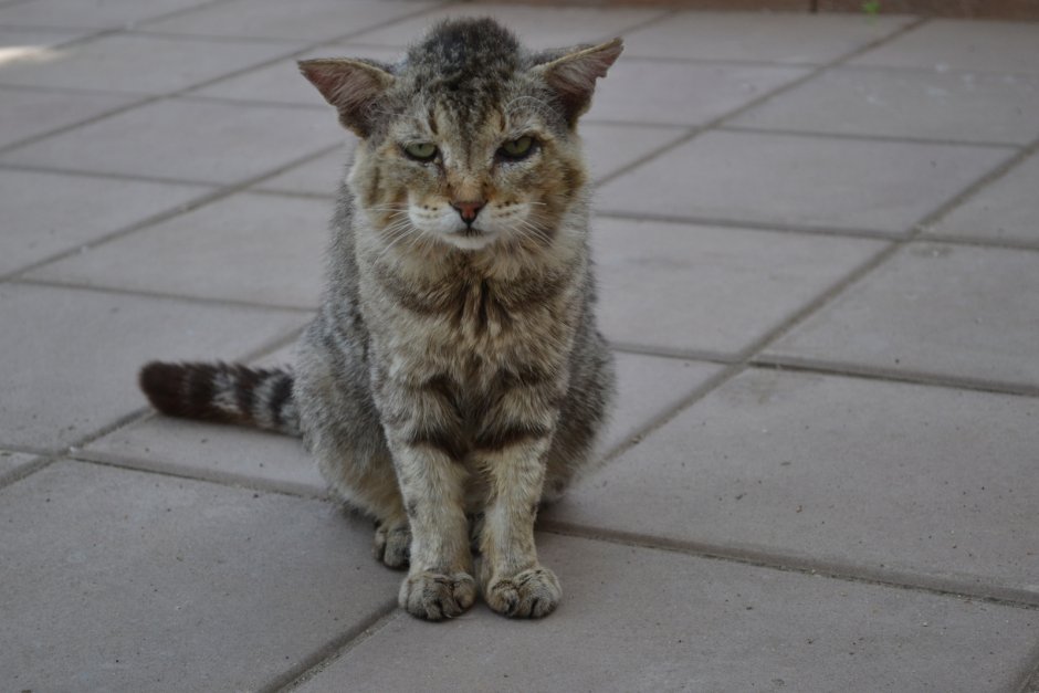 Русские уличные коты