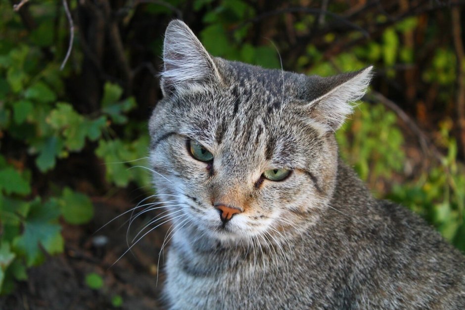 Суровый уличный кот
