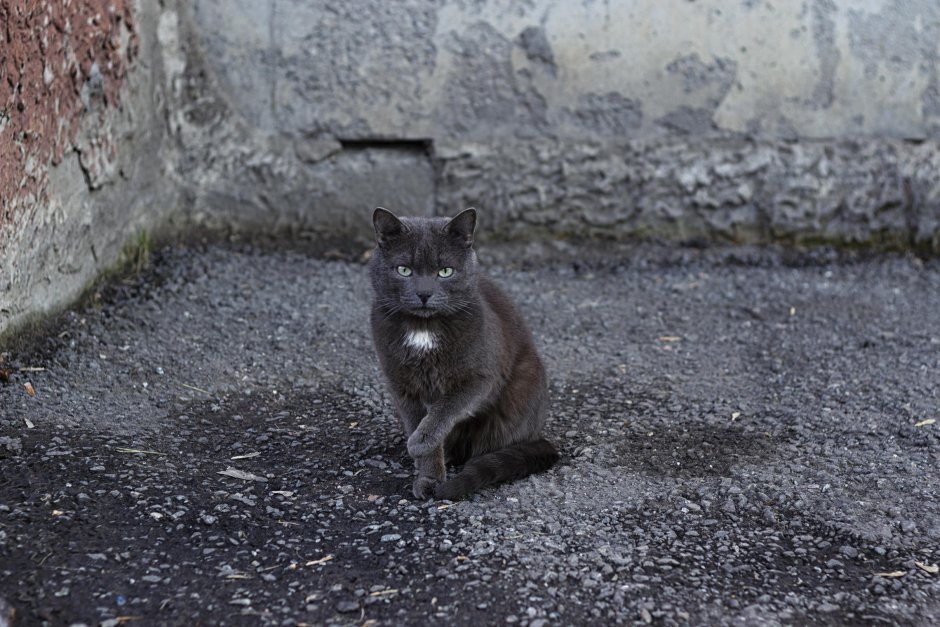Уличный серый котенок
