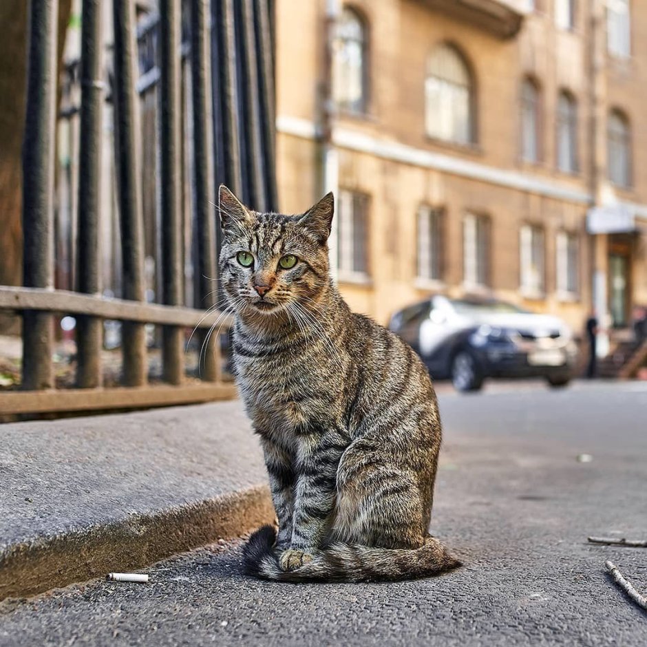 Красивый уличный кот
