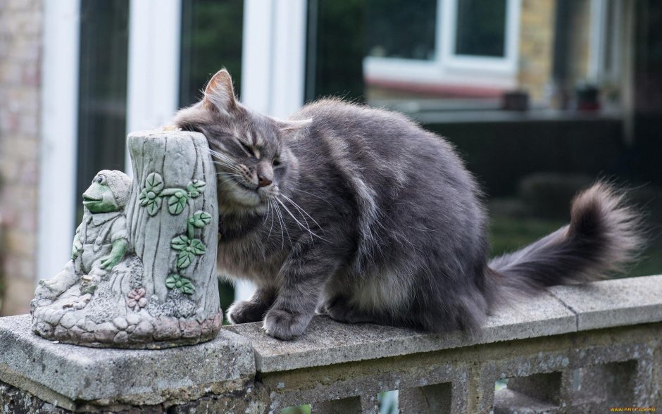 Кот на заборе