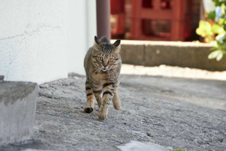 Серый уличный кот
