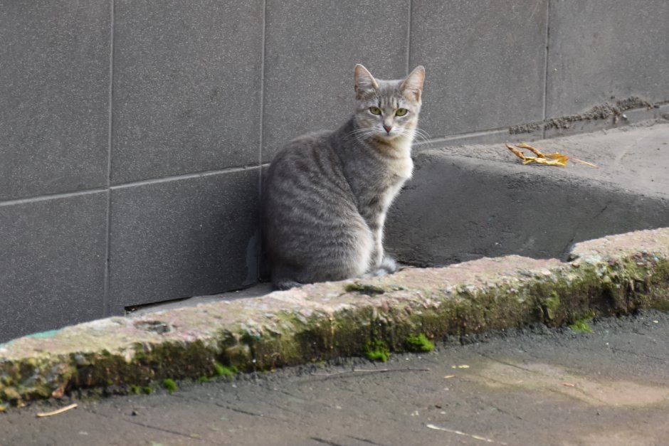 Уличные кошки дорогие