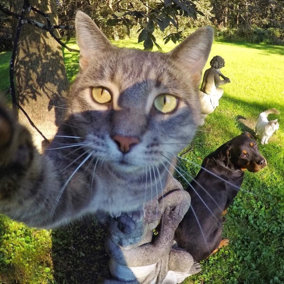 Селфи кота Мэнни