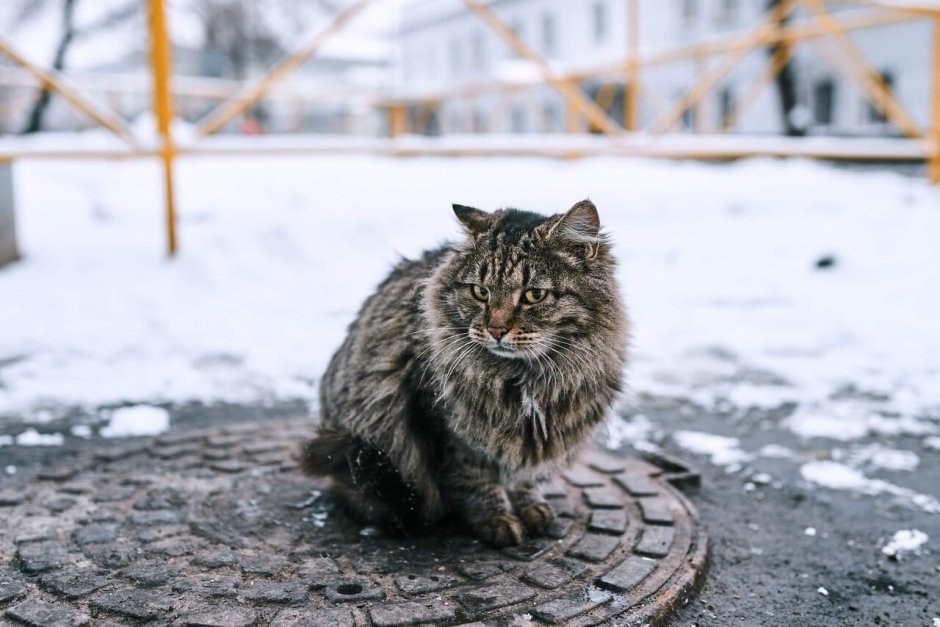 Бездомный кот зимой