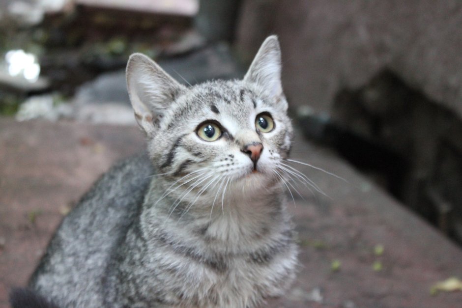 Метис кошка серая