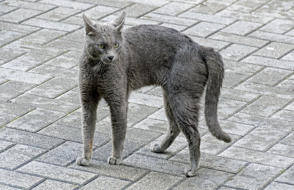 Серый уличный кот