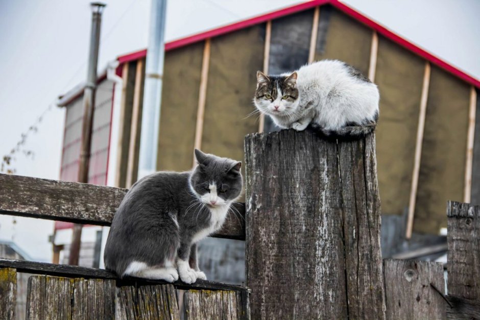 Уличные кошки