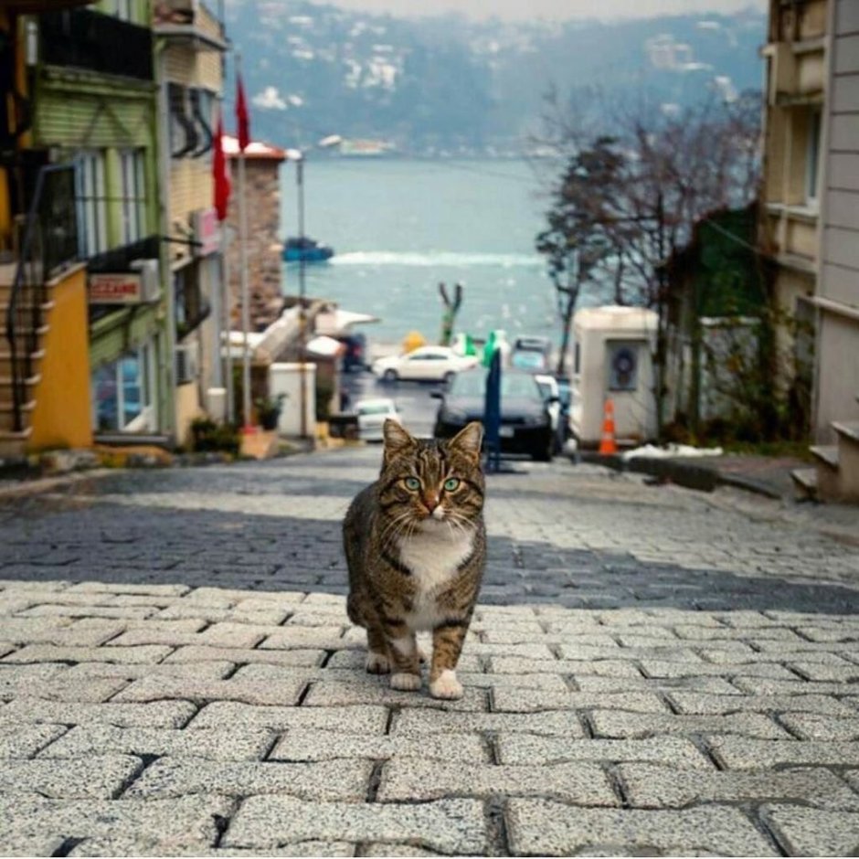 Кот в Турции