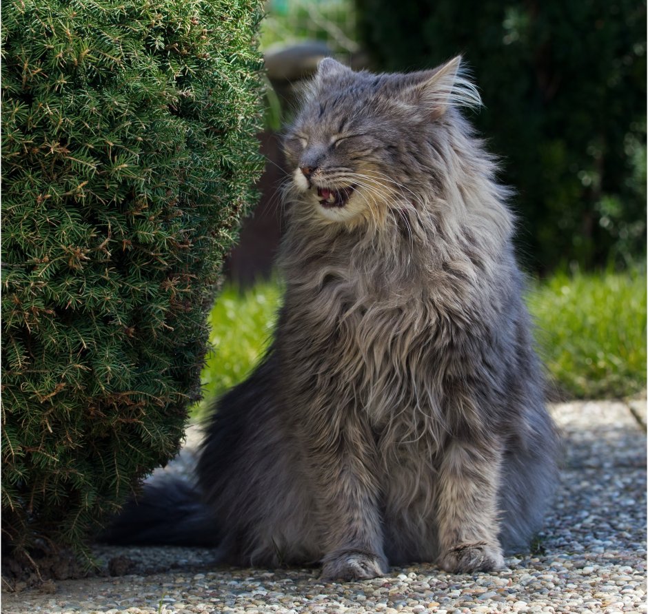 Сибирский Лесной кот серый