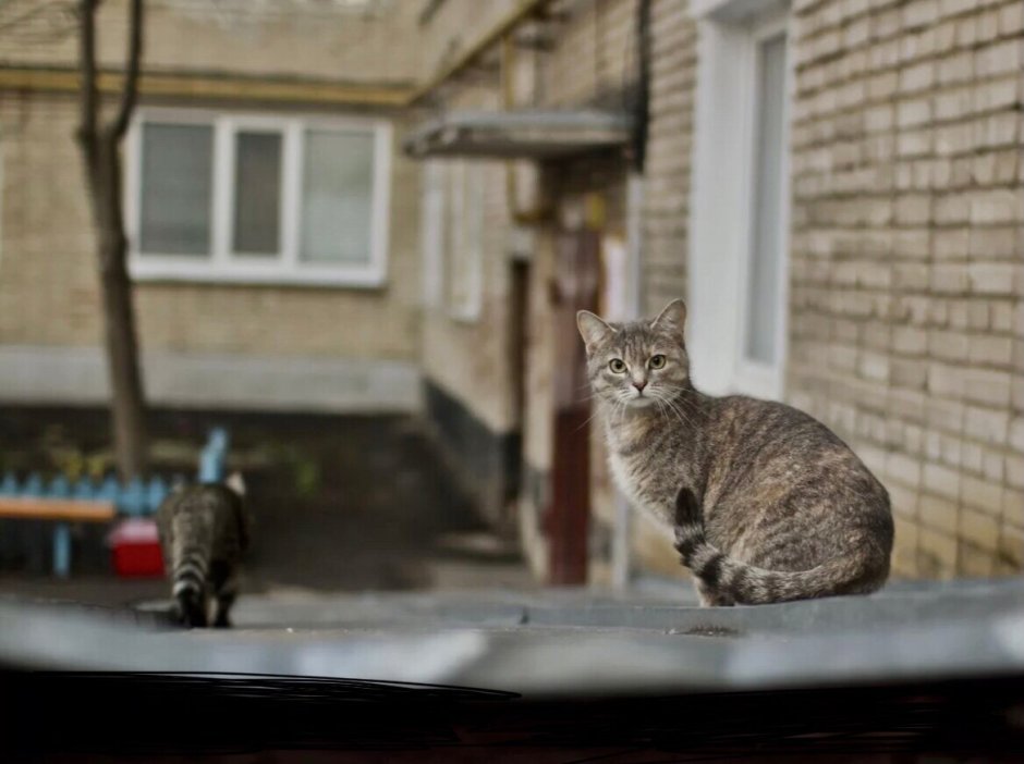 Кот во дворе