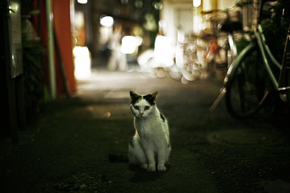 Полосатый кот