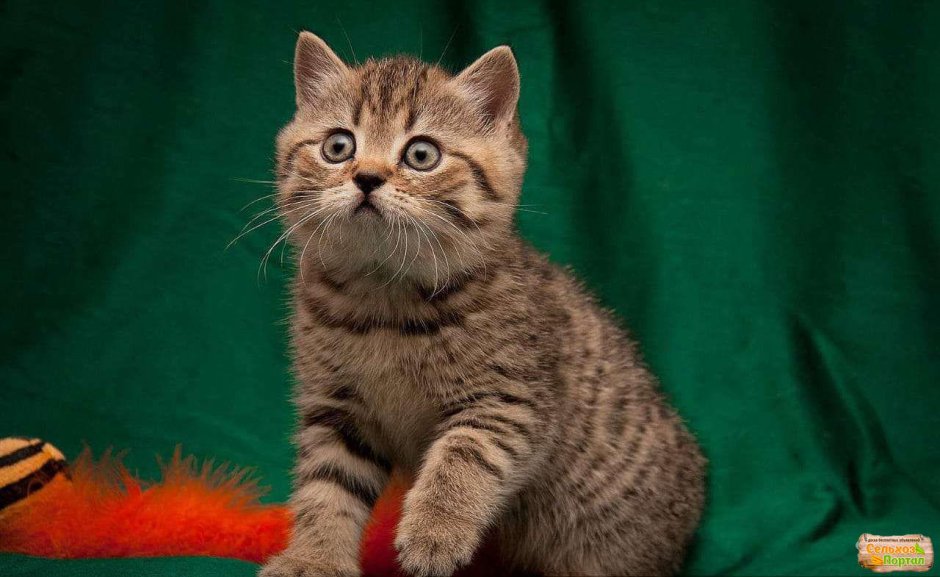 Кот британский короткошерстный пятнистый