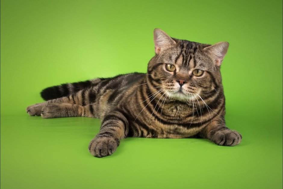 Британский короткошерстный кот полосатый