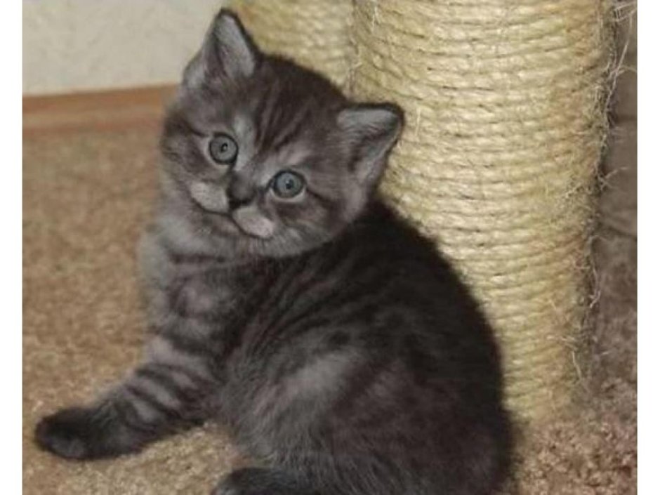 Шотландский скоттиш страйт дымчатый