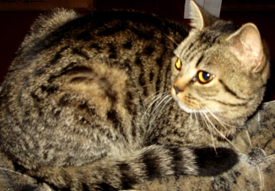 Тигровый британец кот