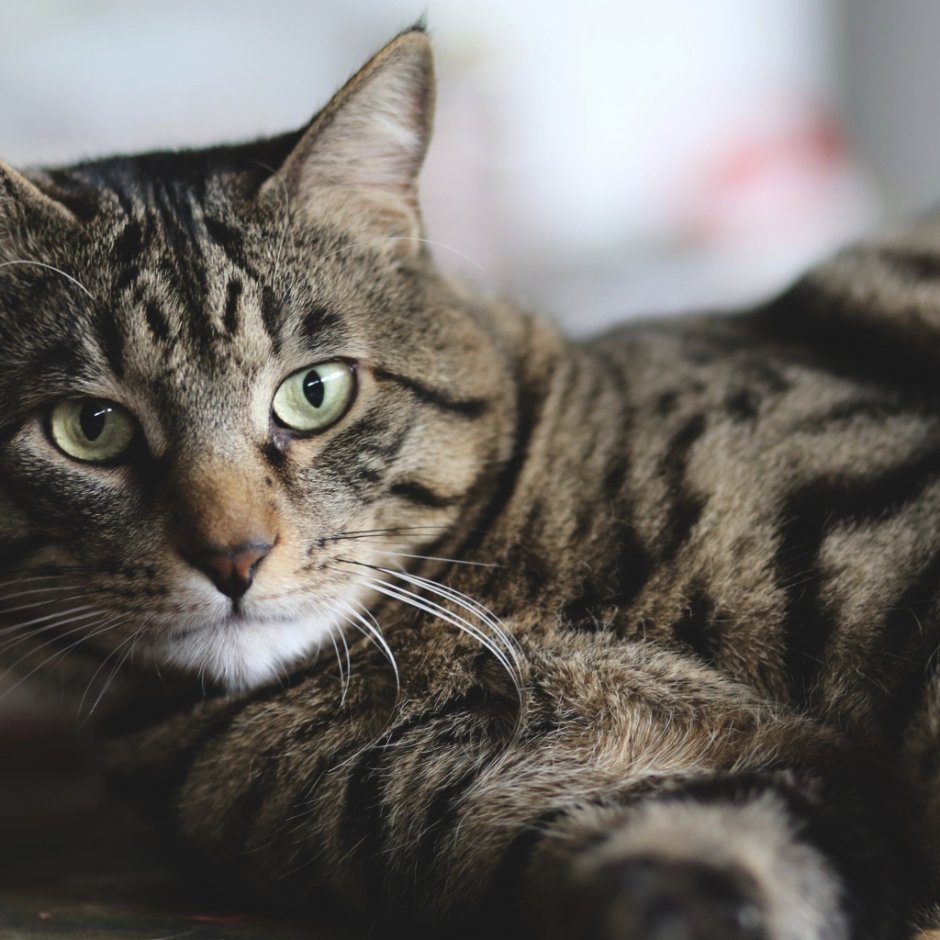 Кошка серо коричневая
