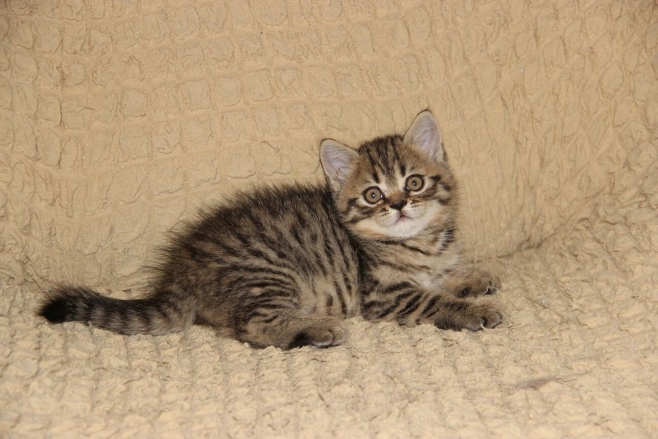 Скоттиш страйт Браун табби