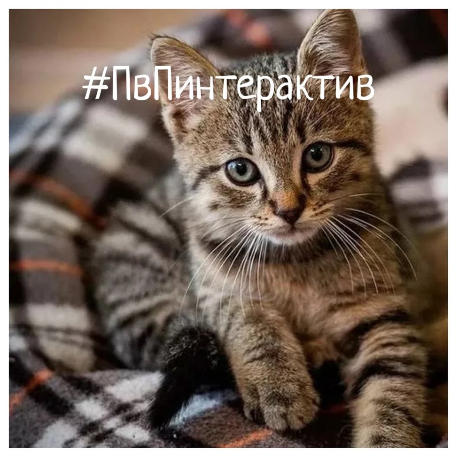 Кот полосатый дворняжка