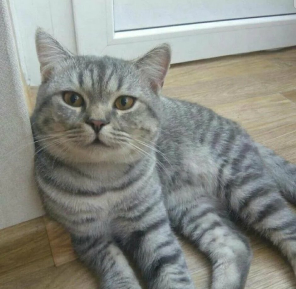 Британский скоттиш страйт полосатый