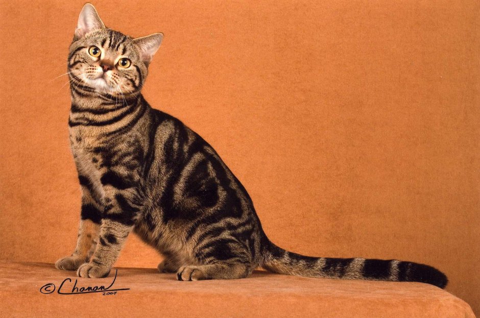 Американская короткошерстная табби Браун