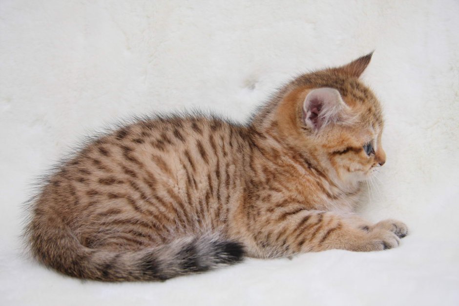Пятнистый табби шотландец