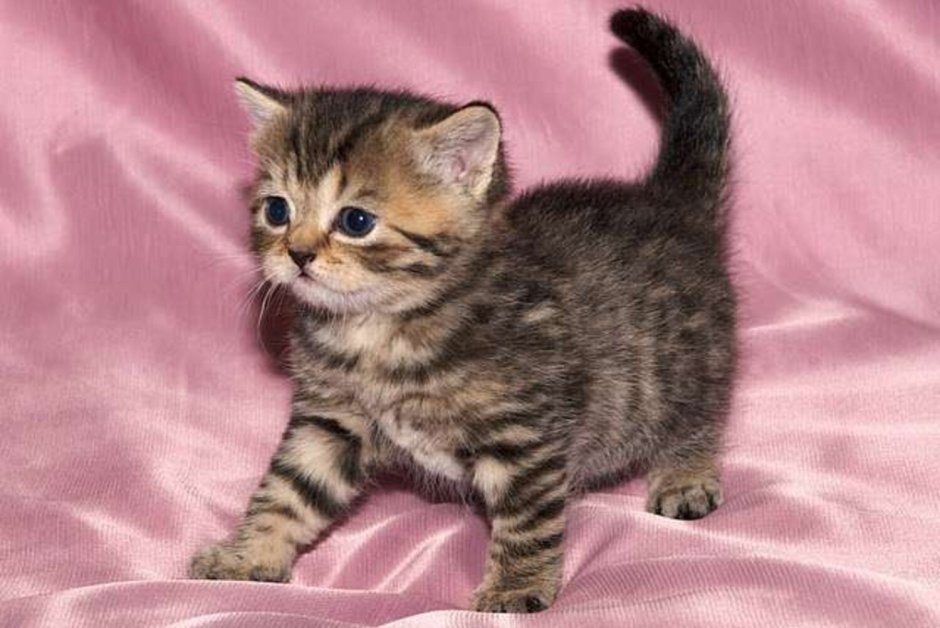 Шотландские котята прямоухие тигрового окраса