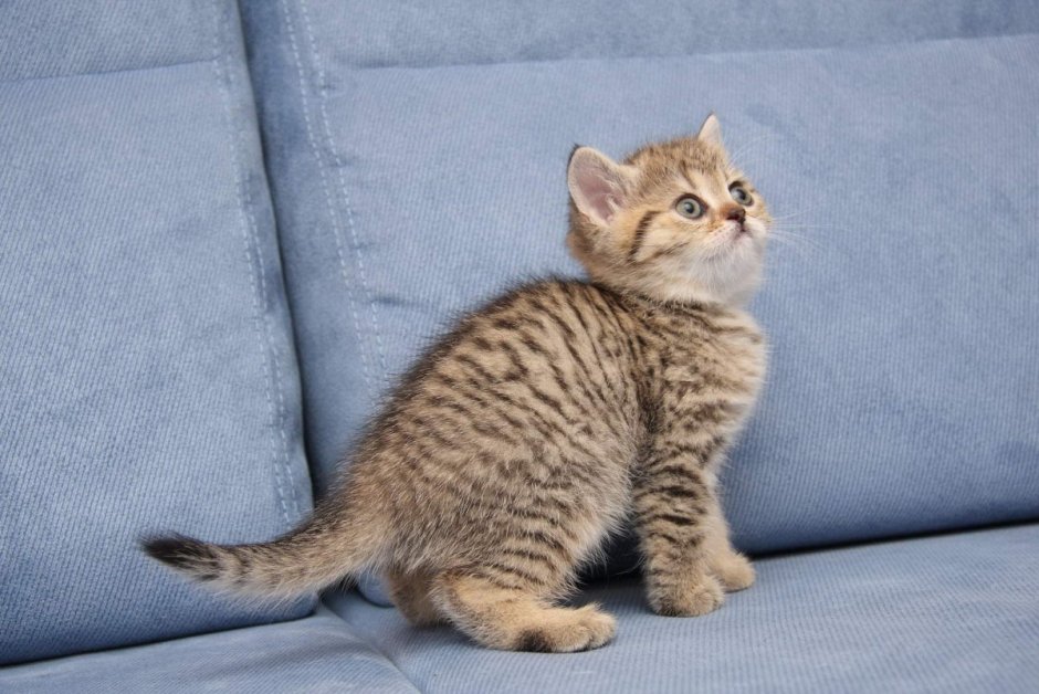 Британец тигровый Браун табби