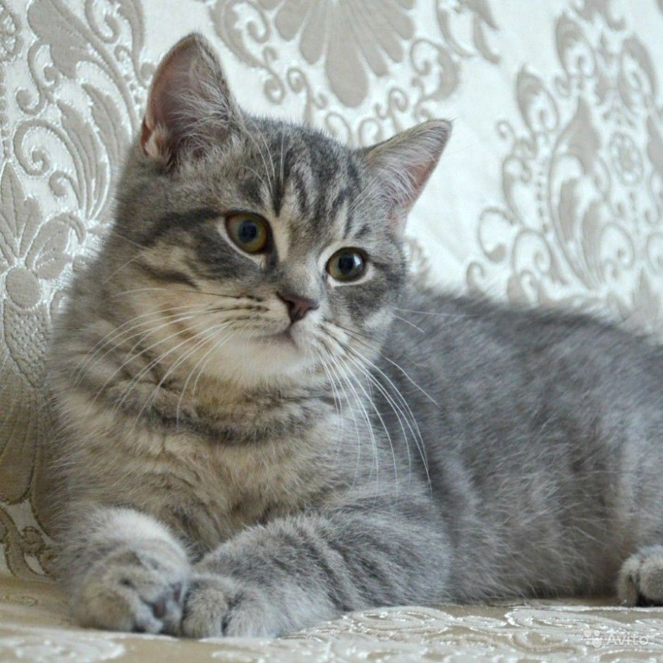 Шотландский скоттиш страйт серый