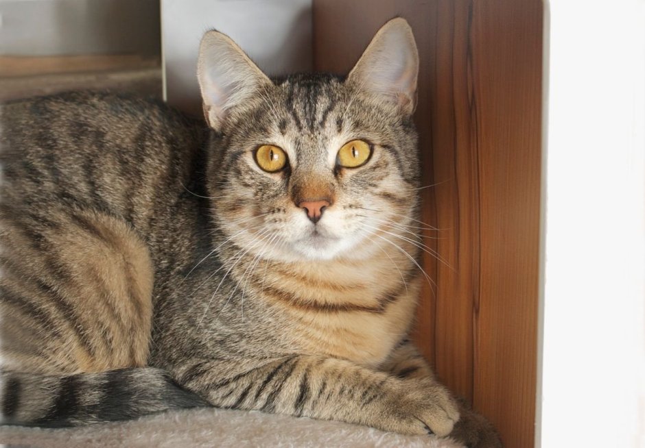 Британец Браун табби