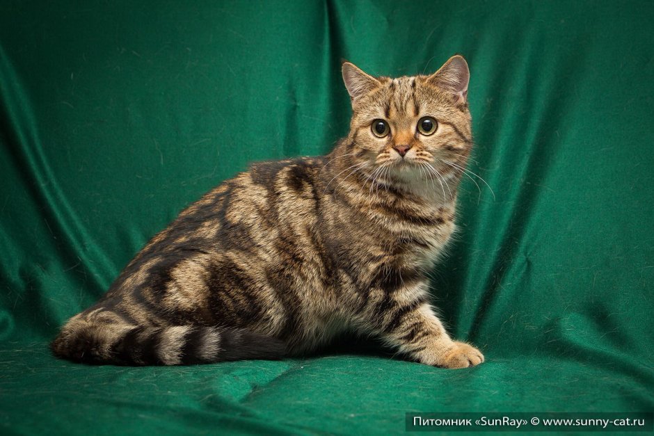 Мраморный табби европейская короткошерстная