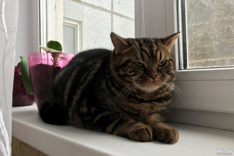 Шотландская кошка прямоухая скоттиш страйт полосатый