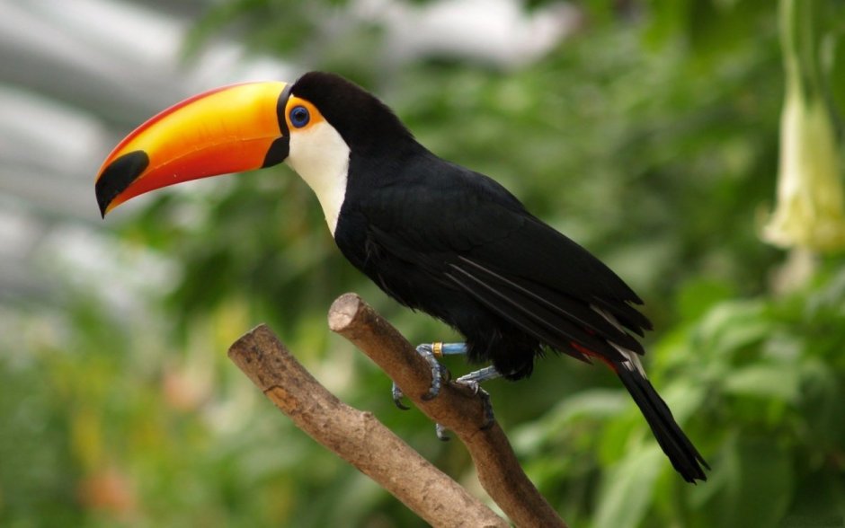Hawaiian Honeycreeper