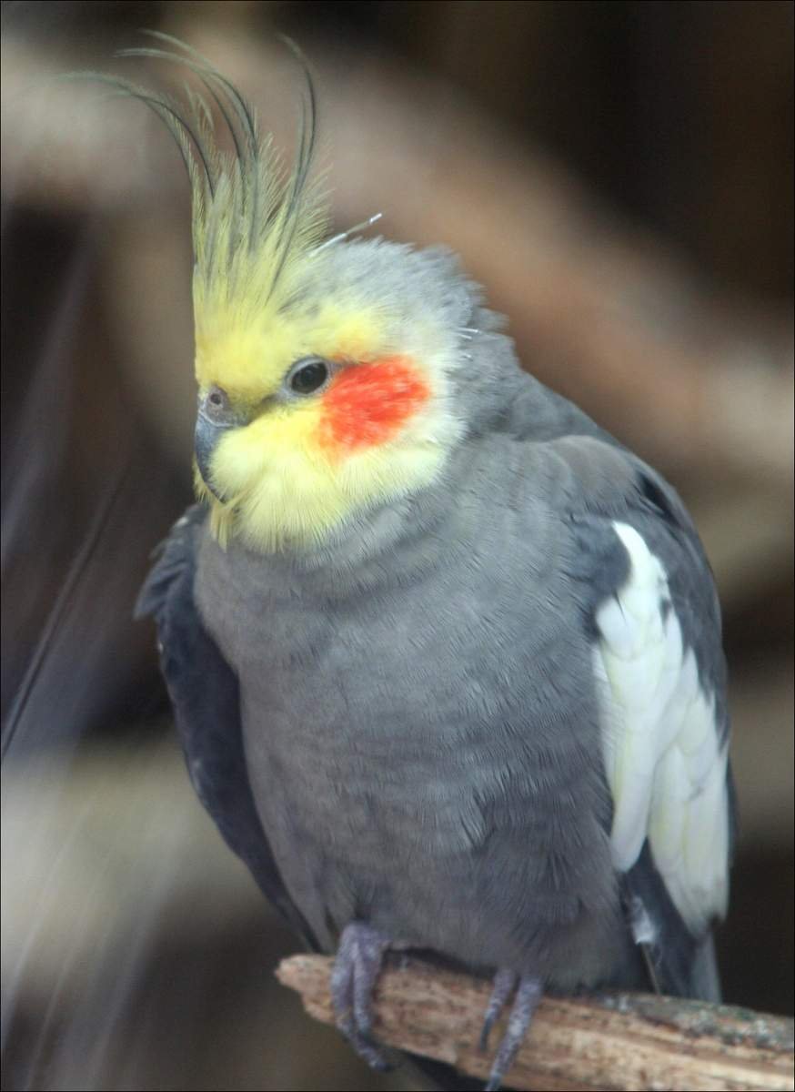 Бело желтый попугай