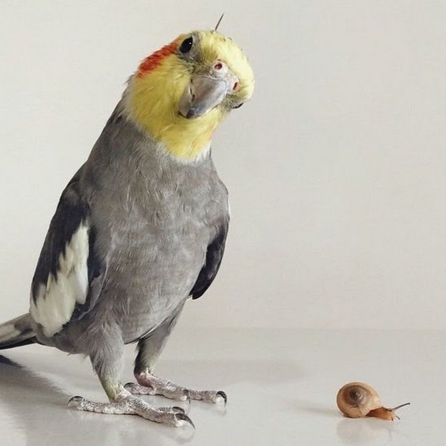 Попугай корелла