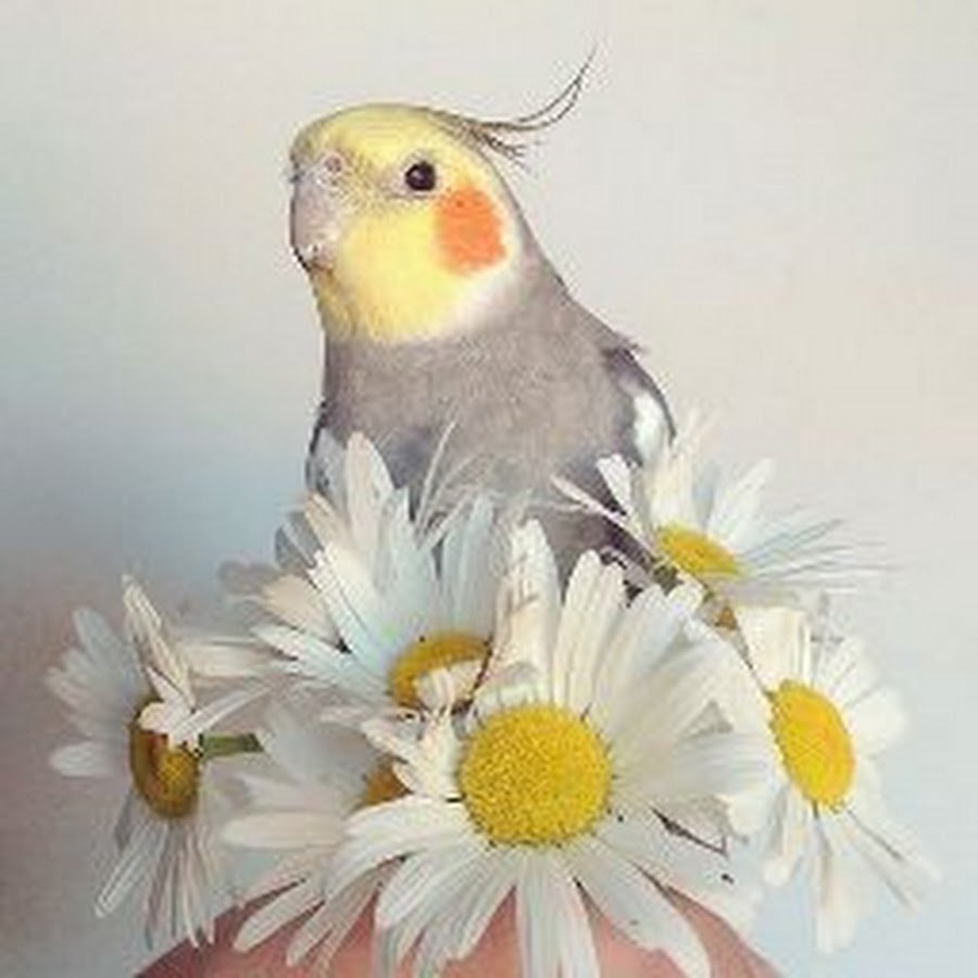 Корелла Монтана