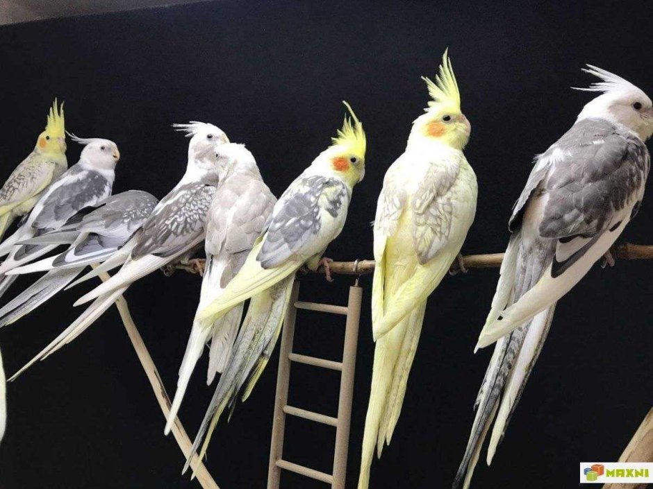 Lutino Cockatiel