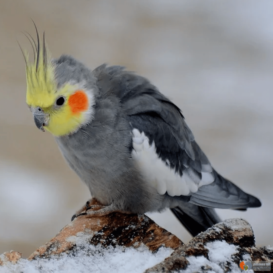 Попугай корелла в дикой природе