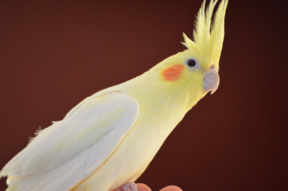 Попугай корелла на белом фоне