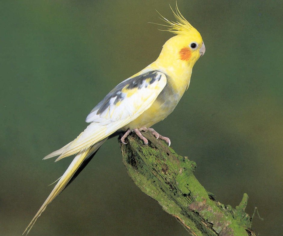 Нимфа корелла попугай