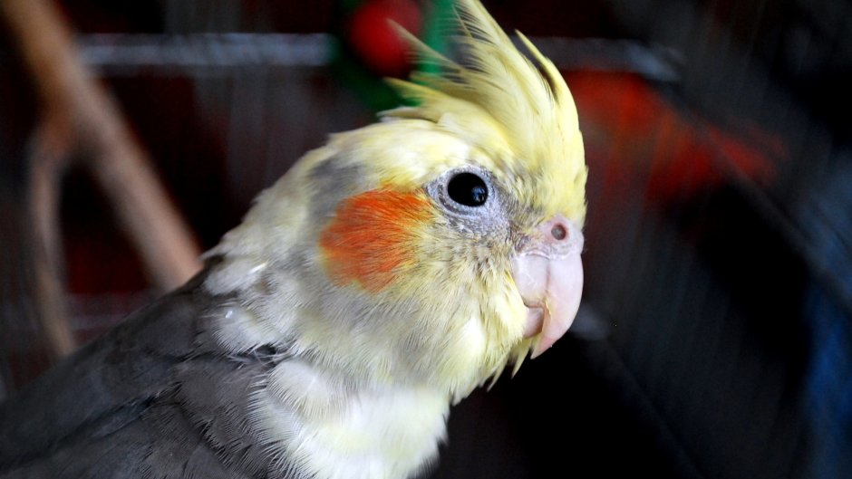 Попугай корелла