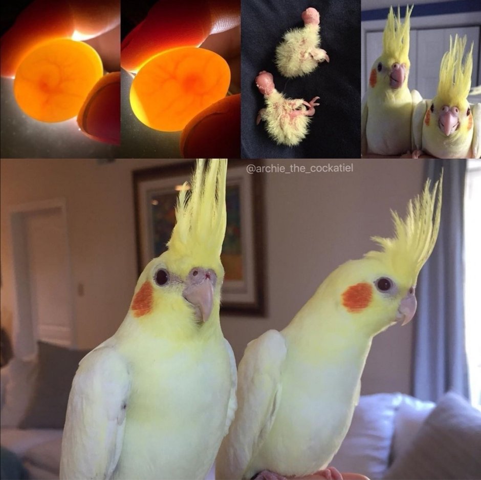 Попугай корелла