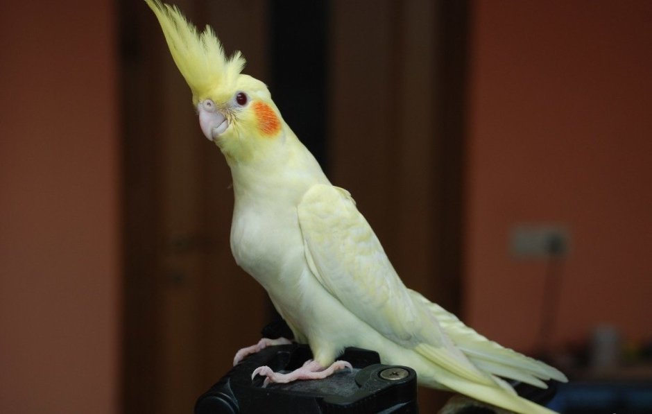 Попугай корелла лютино