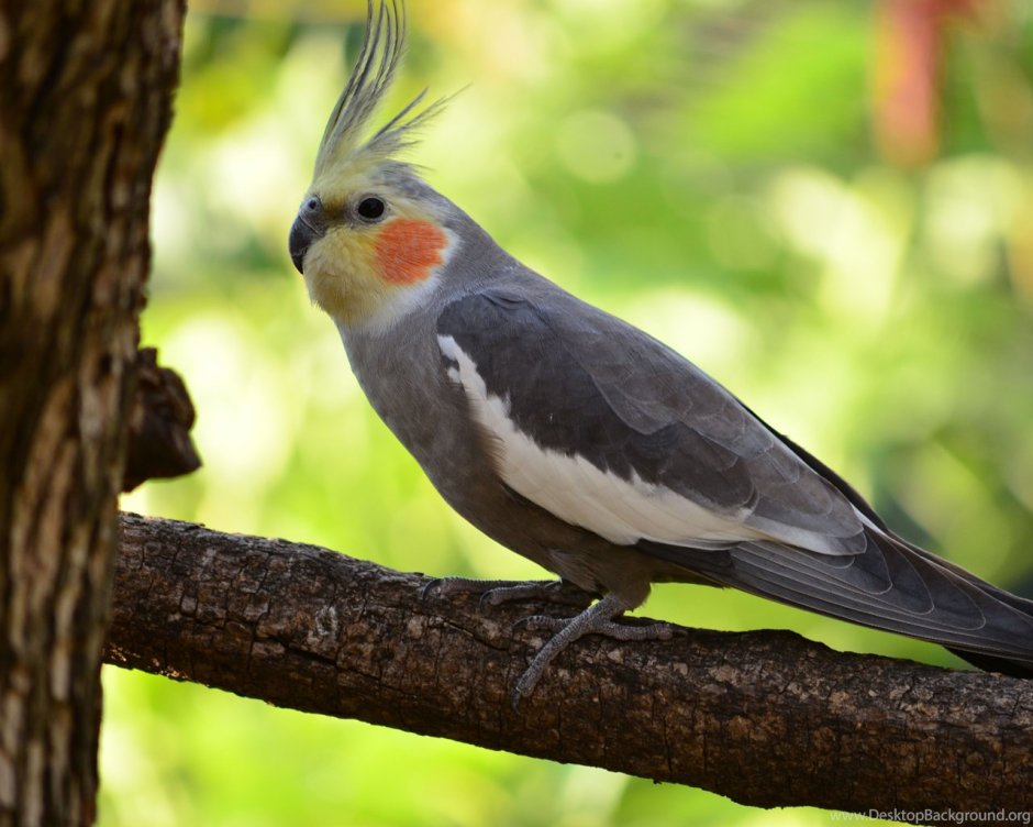 Лакомство для попугаев корелла